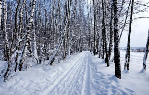 Картинка зима, лес, снег, природа, Пейзаж, берёзы