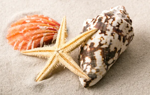 Песок, ракушки, beach, sand, starfish, seashells