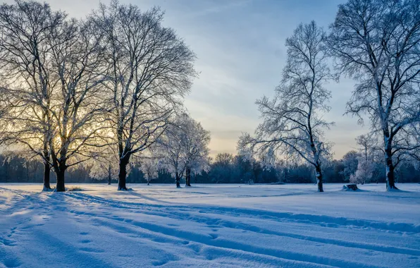 Картинка зима, снег, деревья, следы, Россия, Александр Березуцкий