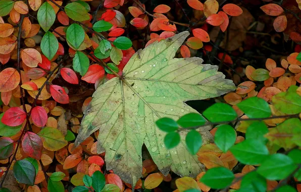Картинка осень, листья, вода, капли, роса