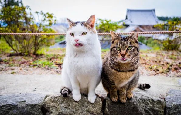 Коты, языки, морды