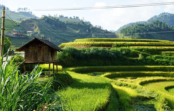 Картинка холмы, поля, Вьетнам