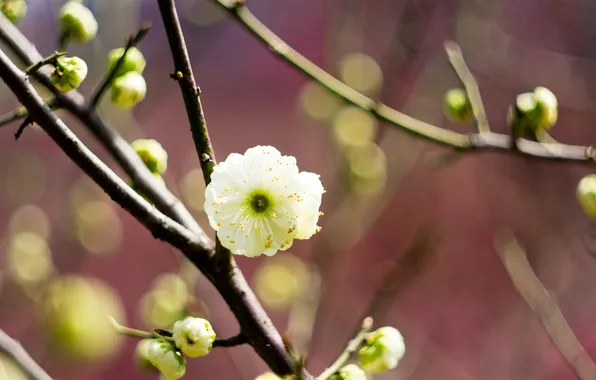Белый, цветок, макро, дерево, ветка, весна, размытость, цветение