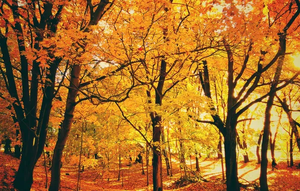 Осень, листья, деревья, парк, солнечный свет