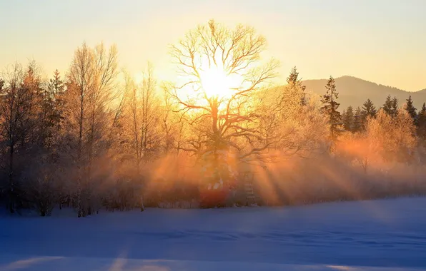 Картинка зима, свет, деревья, пейзаж, утро