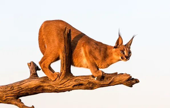 Взгляд, хищник, бревно, каракал, степная рысь, Caracal