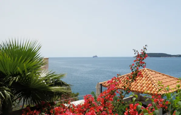 Море, синий, побережье, Цветы, Дубровник, Dubrovnik