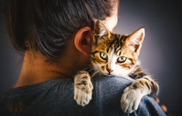 Кошка, кот, взгляд, девушка, котенок, волосы, лапки, мордашка