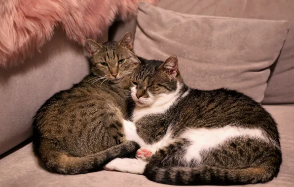 Кошка, кот, взгляд, кошки, поза, коты, мордашка