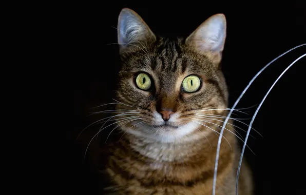 Кошка, кот, взгляд, природа, поза, мордашка, полосатый