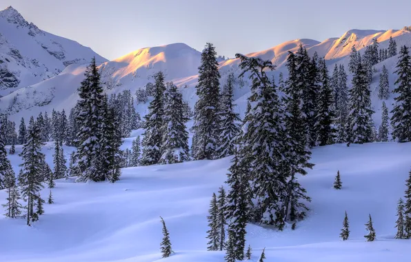 Картинка зима, небо, снег, деревья, пейзаж, горы, ель, склон