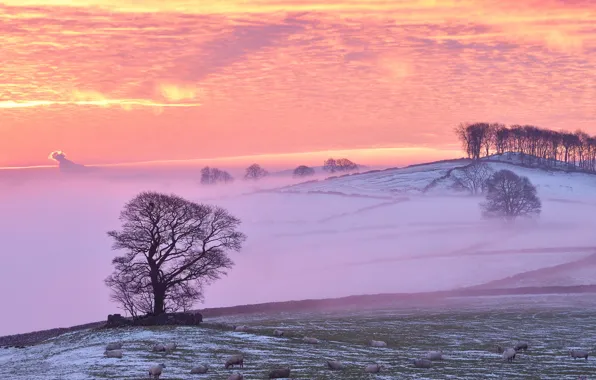 Картинка зима, туман, овцы, утро