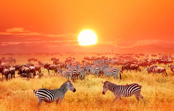 Картинка animals, Africa, antelopes, zebras, savannah