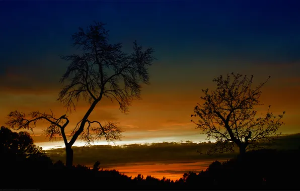 Картинка небо, деревья, пейзаж, закат, природа, вечер