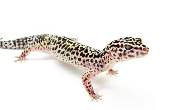 Картинка animal, black and gray gecko, Eublepharis macularius, eublepharis