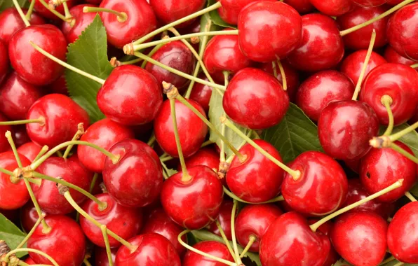 Листья, вишня, ягоды, красные, много, черешня, сочные, черешки