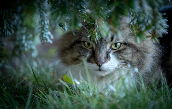 Кошка, трава, кот, взгляд, ветки, мордочка, котейка