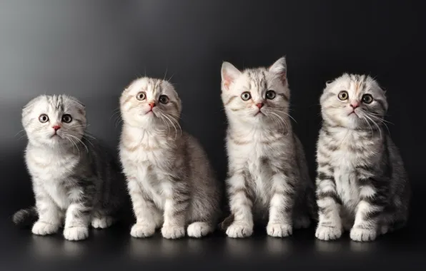 Картинка кошки, котята, милые
