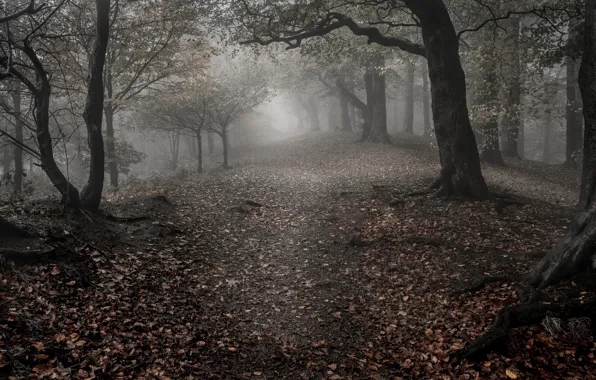 Грусть, осень, лес, листья, деревья, туман