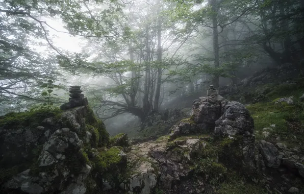 Поле, природа, туман