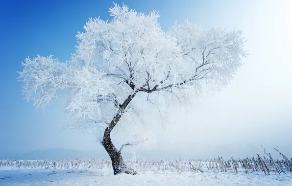 Зима, снег, деревья, природа
