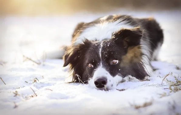 Картинка взгляд, снег, собака