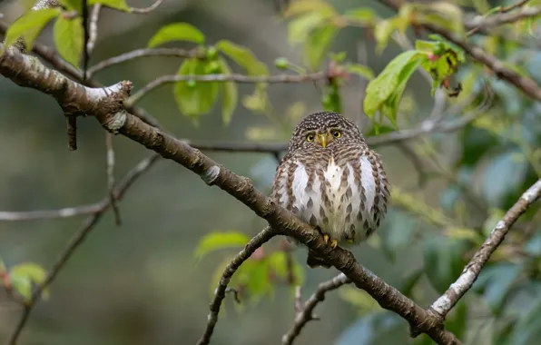 Природа, Сова, Птица, Листья, Ветки, Красота, Birds, Hunter