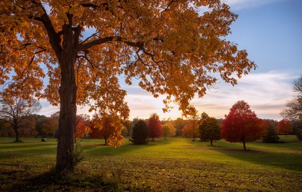 Осень, деревья, парк, Висконсин, Wisconsin