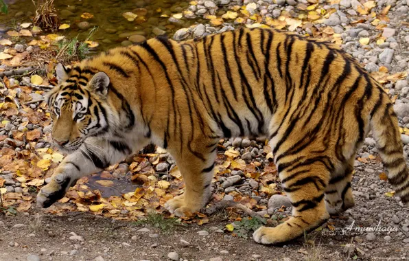 Картинка осень, Amurshaya, амурский тигр