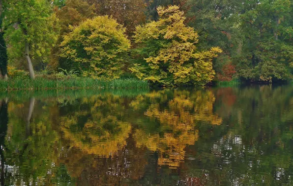 Осень, отражения, деревья, природа, озеро, trees, nature, water