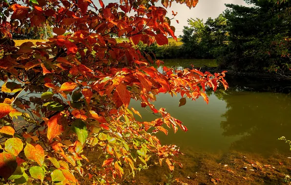 Осень, листья, деревья, пруд, ветка