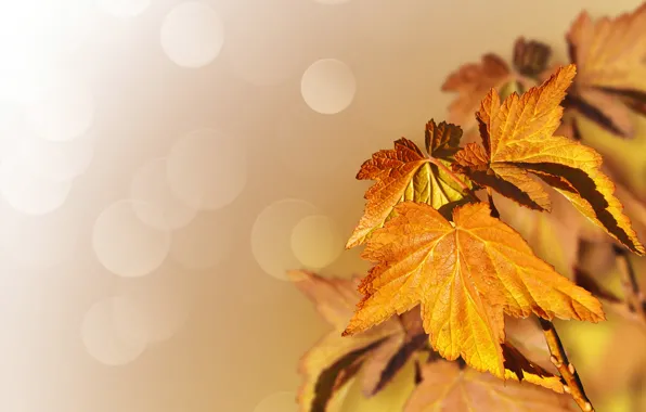 Осень, листья, природа, дерево, клён, боке, Larisa Koshkina