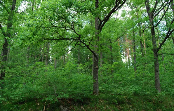 Картинка зелень, лес, деревья, природа, green, forest, Nature, trees