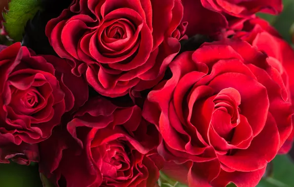 Картинка макро, цветы, розы, бутоны