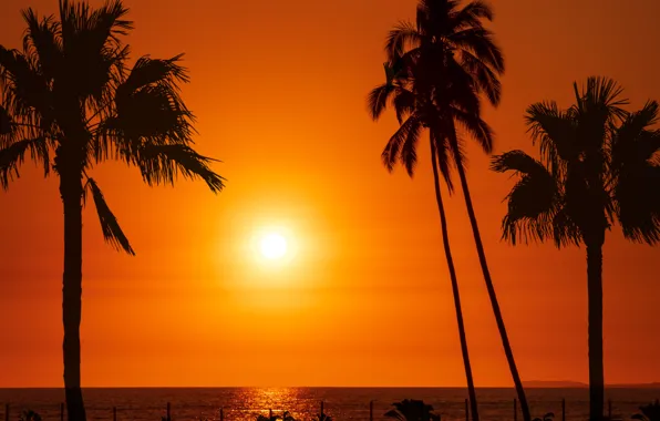 Sky, sea, sun, orange, palm trees