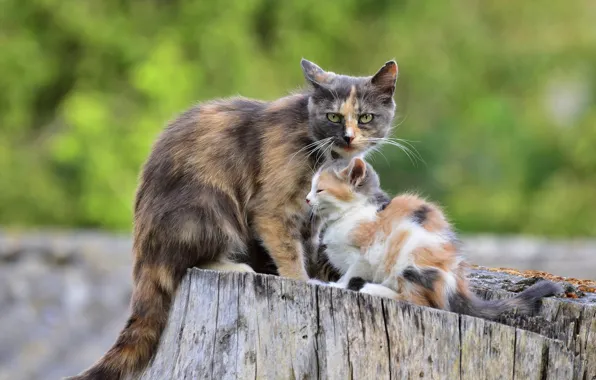 Картинка кошка, малыш, котёнок, мама