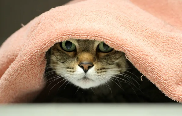 Картинка глаза, кот, полотенца