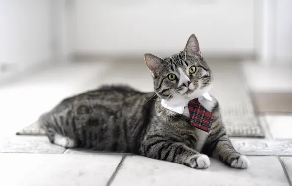 Картинка кот, галстук, смотрит, котэ