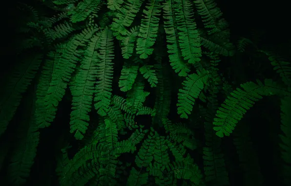 Nature, night, leaves