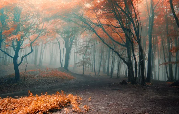 Картинка осень, лес, листья, деревья, ветки, природа, туман, оранжевые