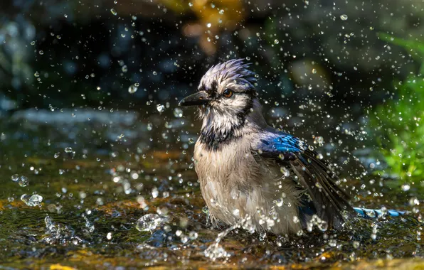 Вода, капли, брызги, птица