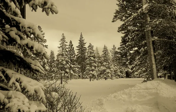 Картинка зима, лес, снег, природа, winter, sepia
