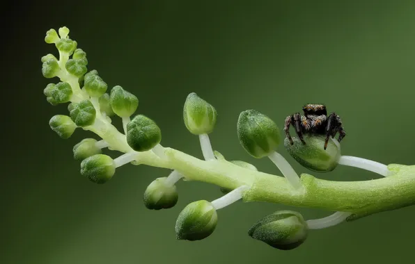 Картинка зеленый, green, стебли, паук, spider, бутоны, buds, stalks