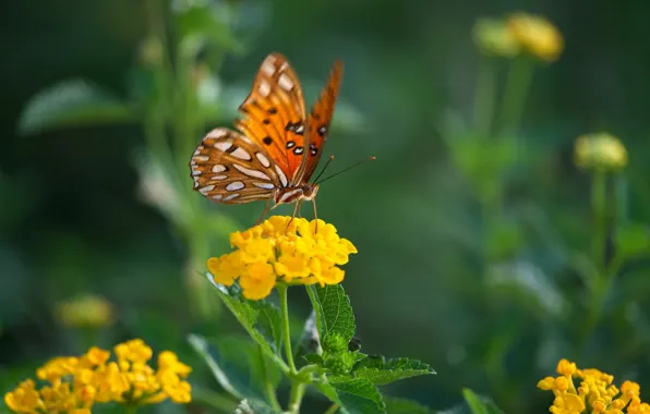 Цветок, бабочка, butterfly