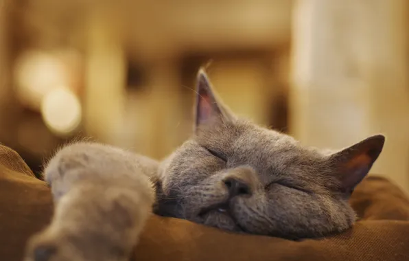 Кошка, кот, поза, серый, комната, отдых, сон, спит
