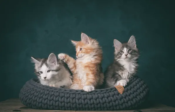 Кошки, котята, трио