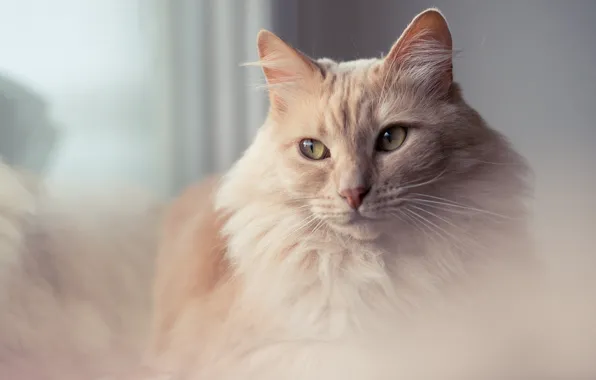 Кошка, глаза, кот, взгляд, фон, портрет, рыжая, мягкая