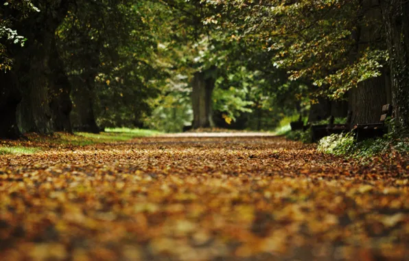 Картинка осень, листья, скамейка, парк, аллея, опавшие