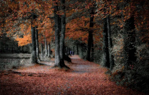 Картинка осень, деревья, парк