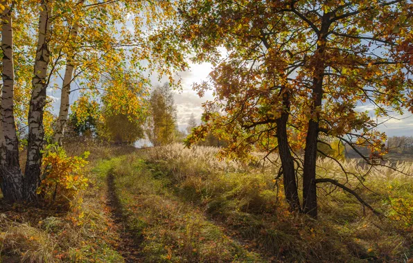 Дорога, осень, лес, деревья, ветки, природа, туман, поляна